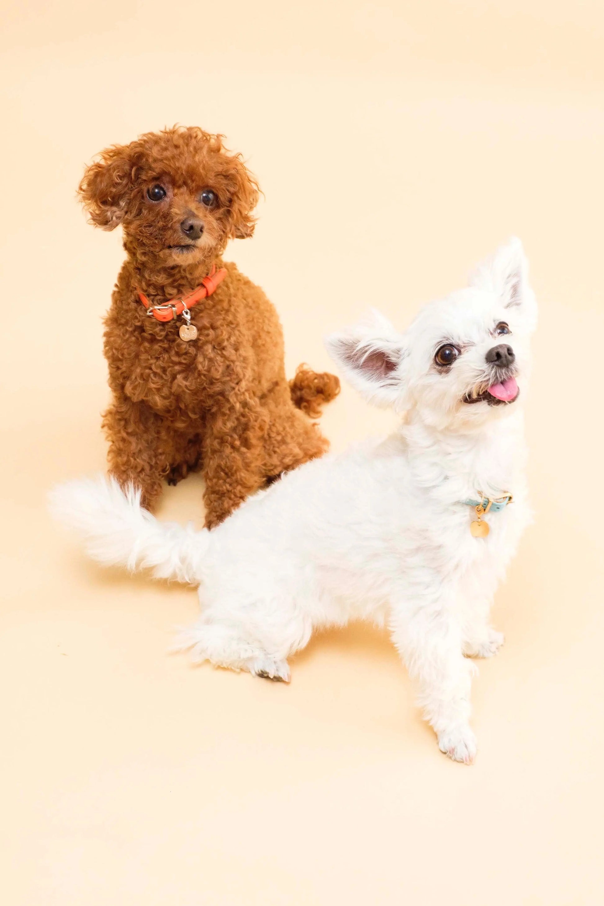 Apple Meow Collar LOVST TOKYO