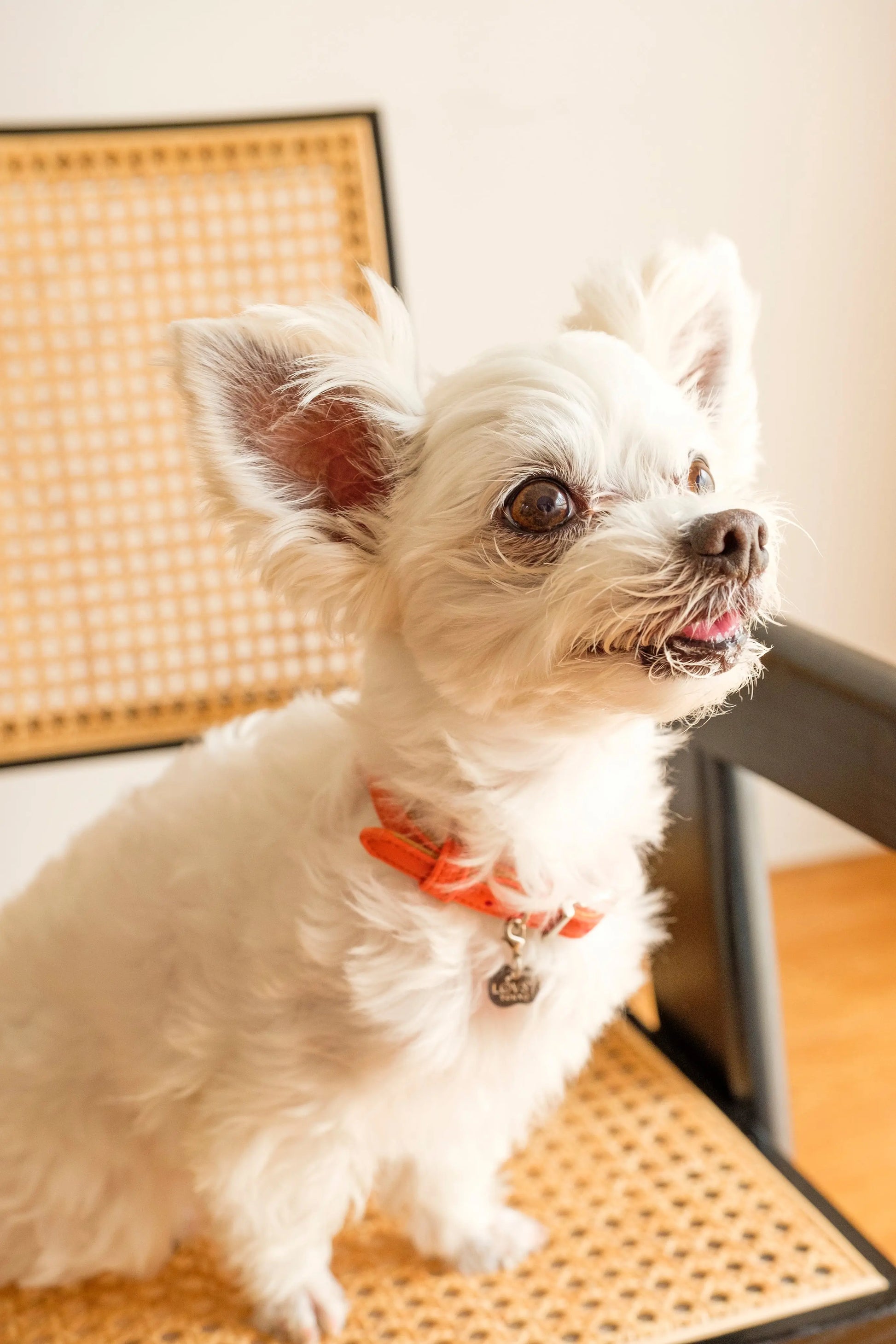 Apple Meow Collar LOVST TOKYO