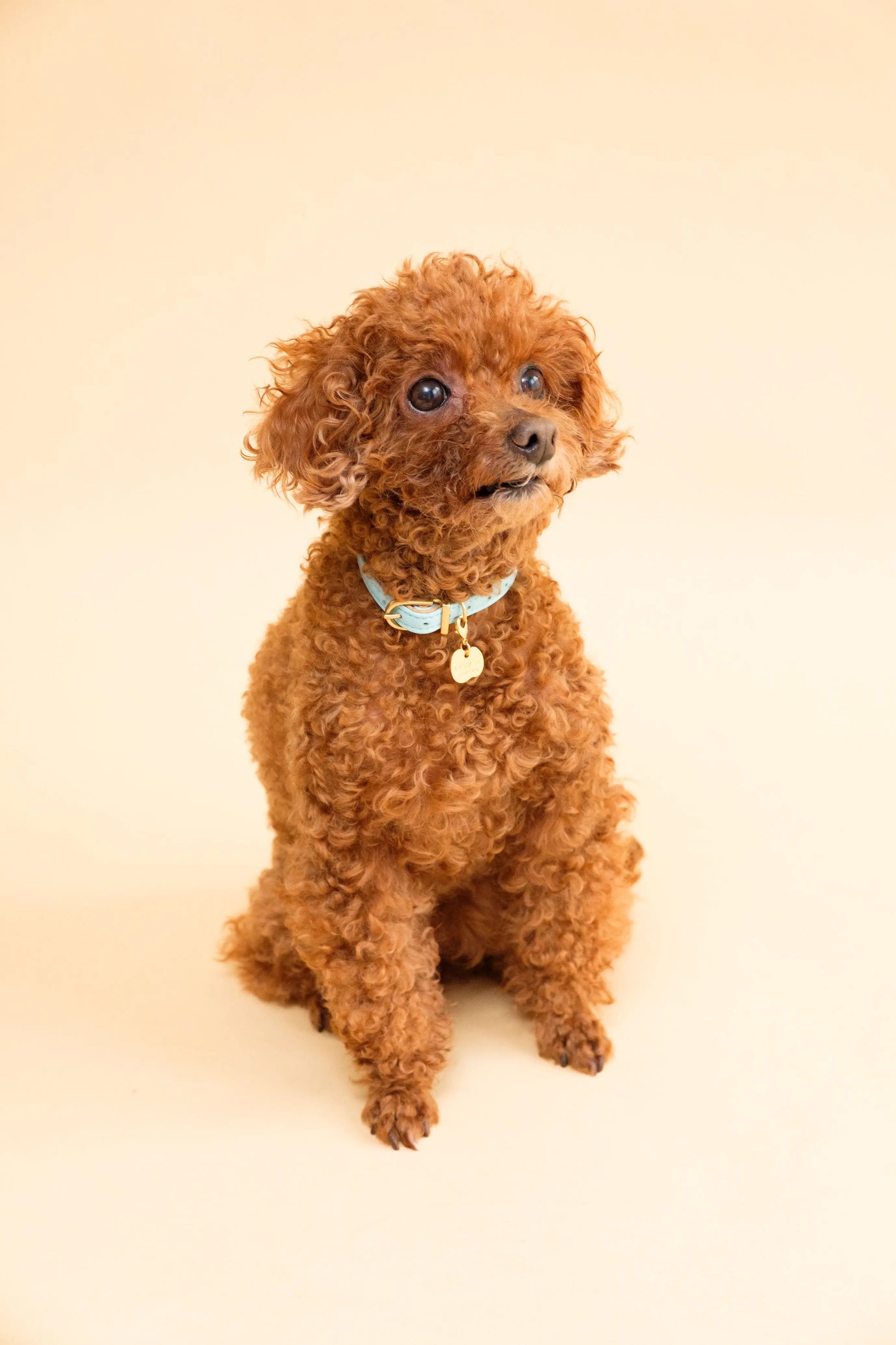 Apple Meow Collar LOVST TOKYO