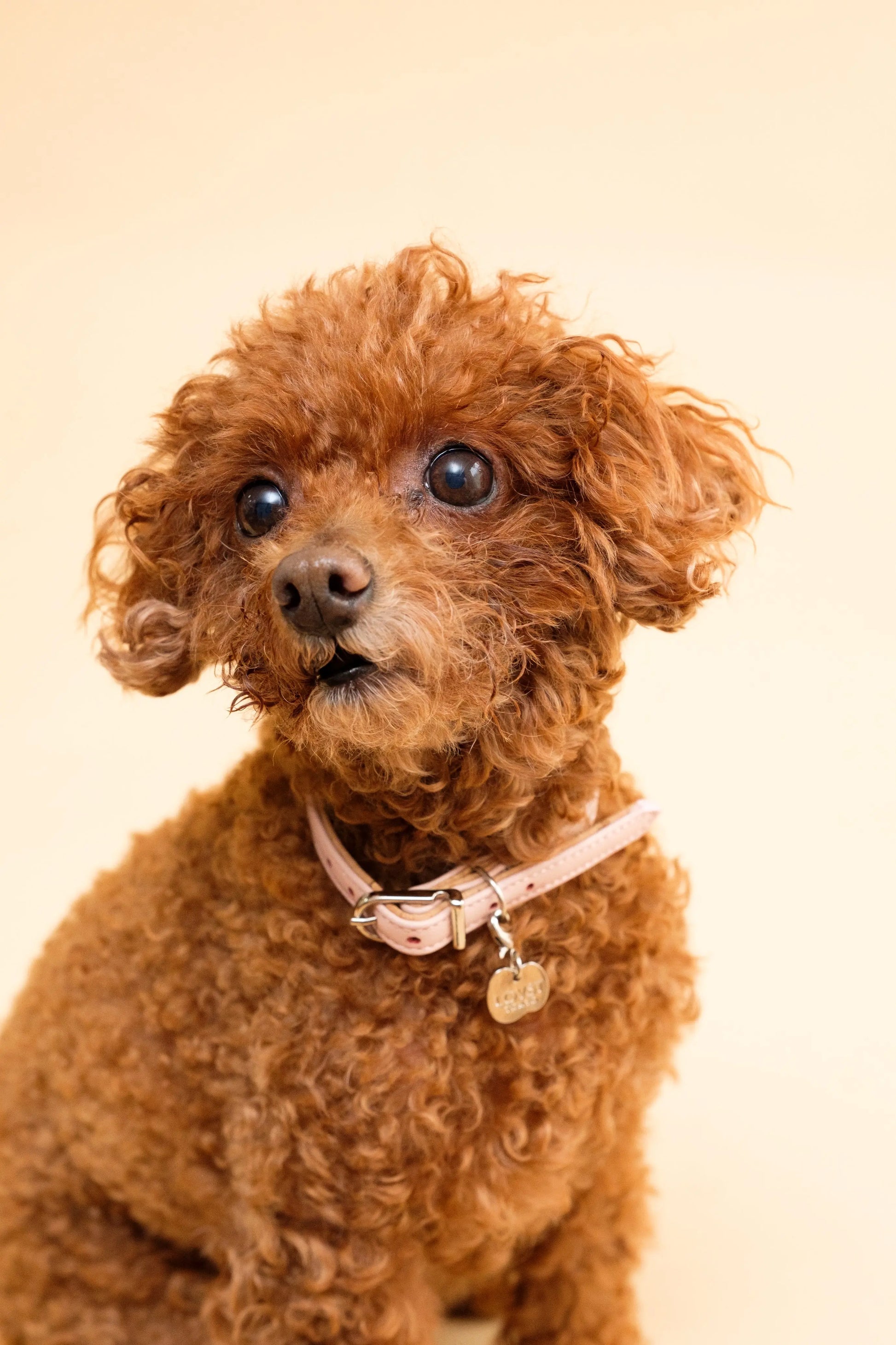 Apple Meow Collar LOVST TOKYO