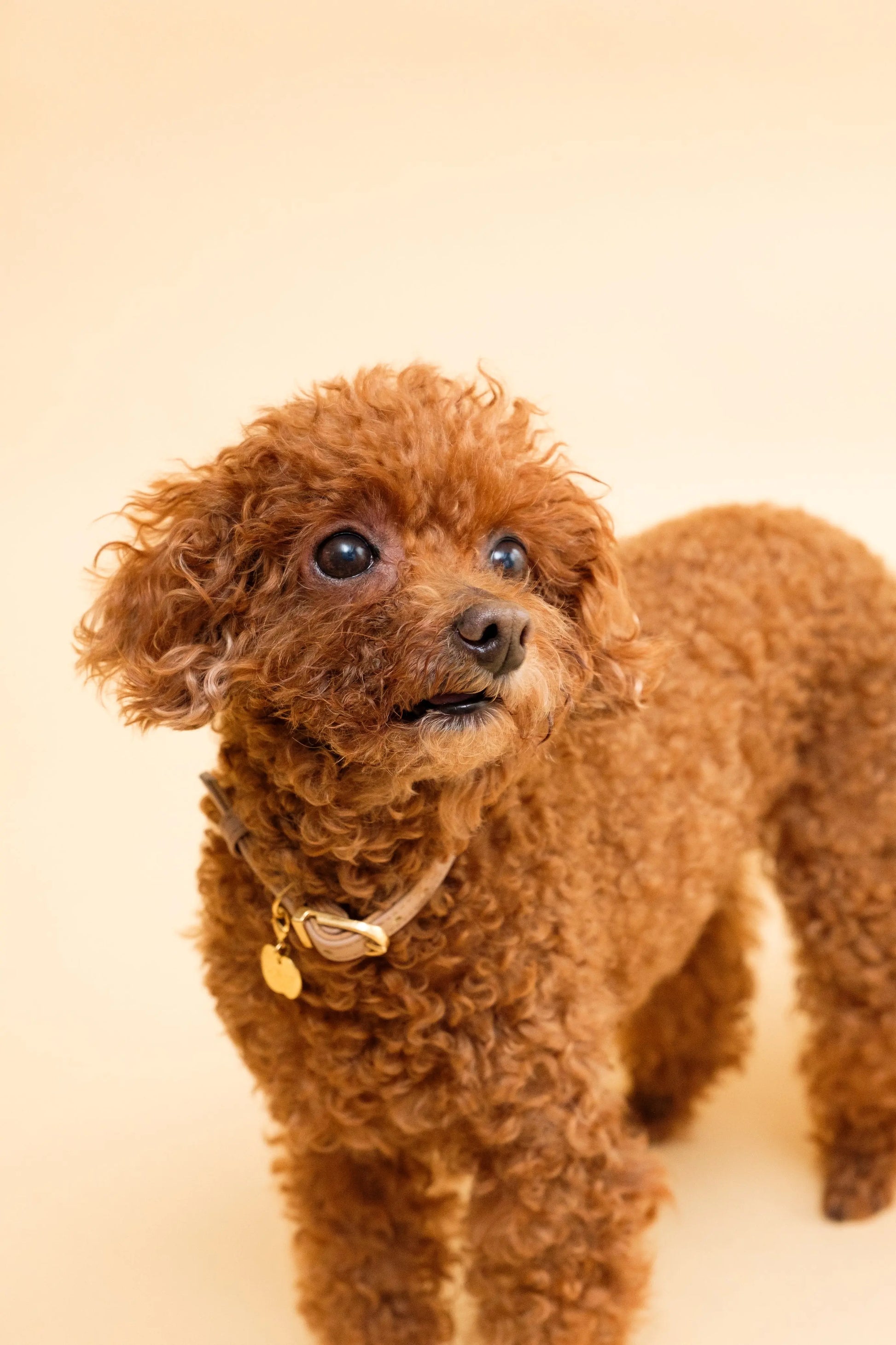 Apple Meow Collar LOVST TOKYO