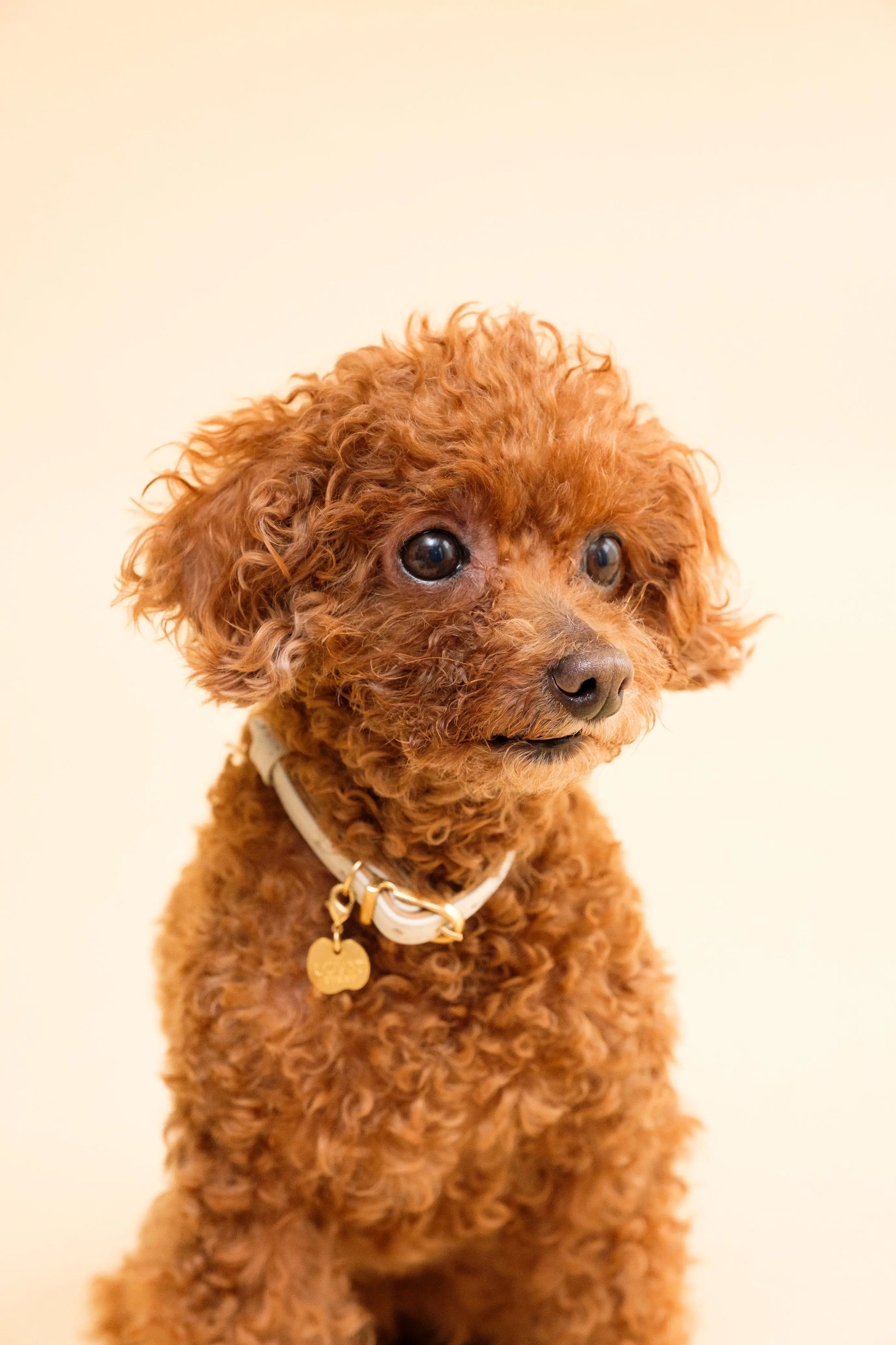 Apple Meow Collar LOVST TOKYO